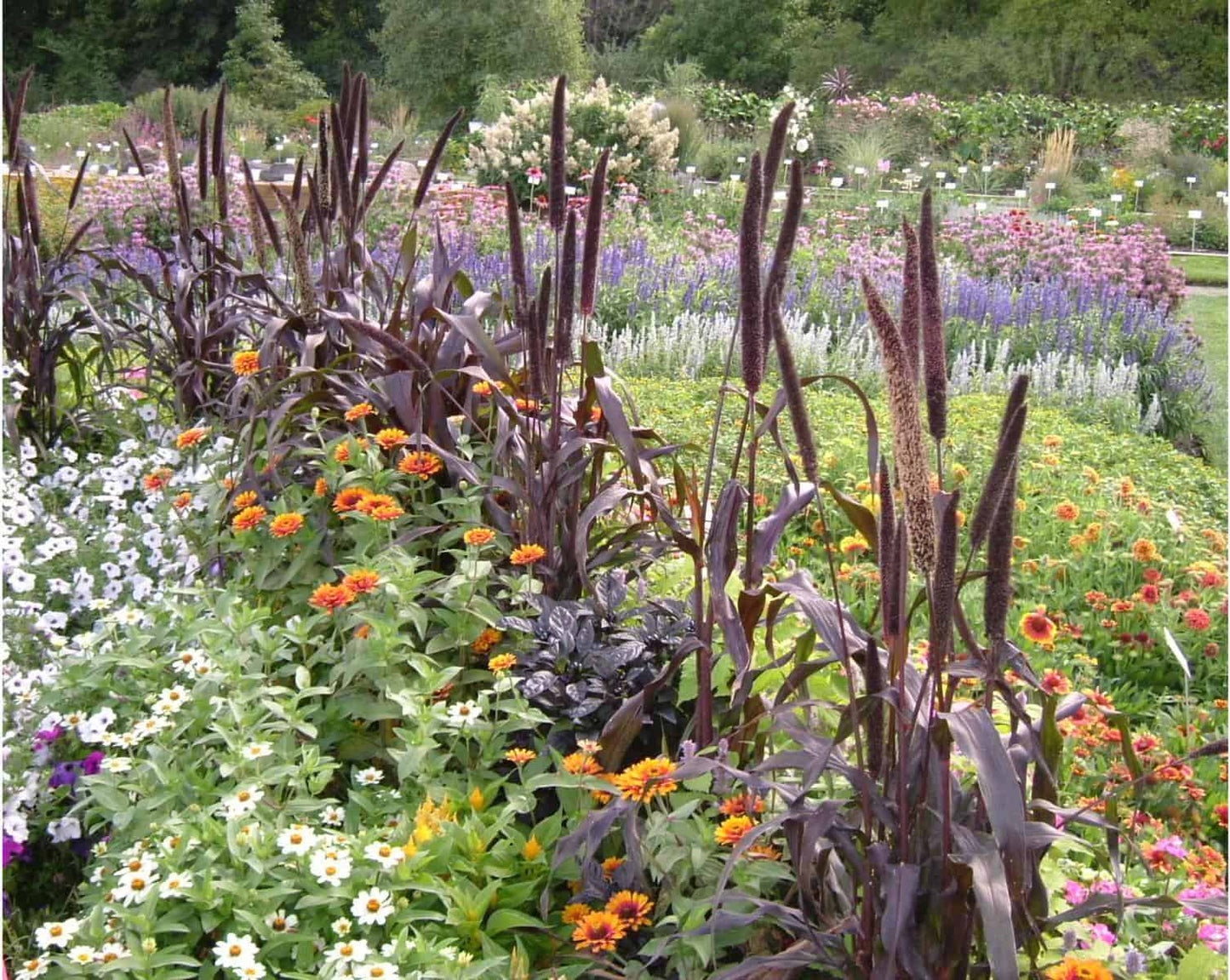 Purple Majesty – Ornamental Grass Seed