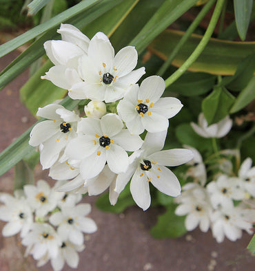 Organic Star of Bethlehem Flower Seeds for Planting – Heirloom, Non-GMO