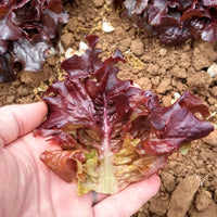 Catalina – Organic Lettuce Seed