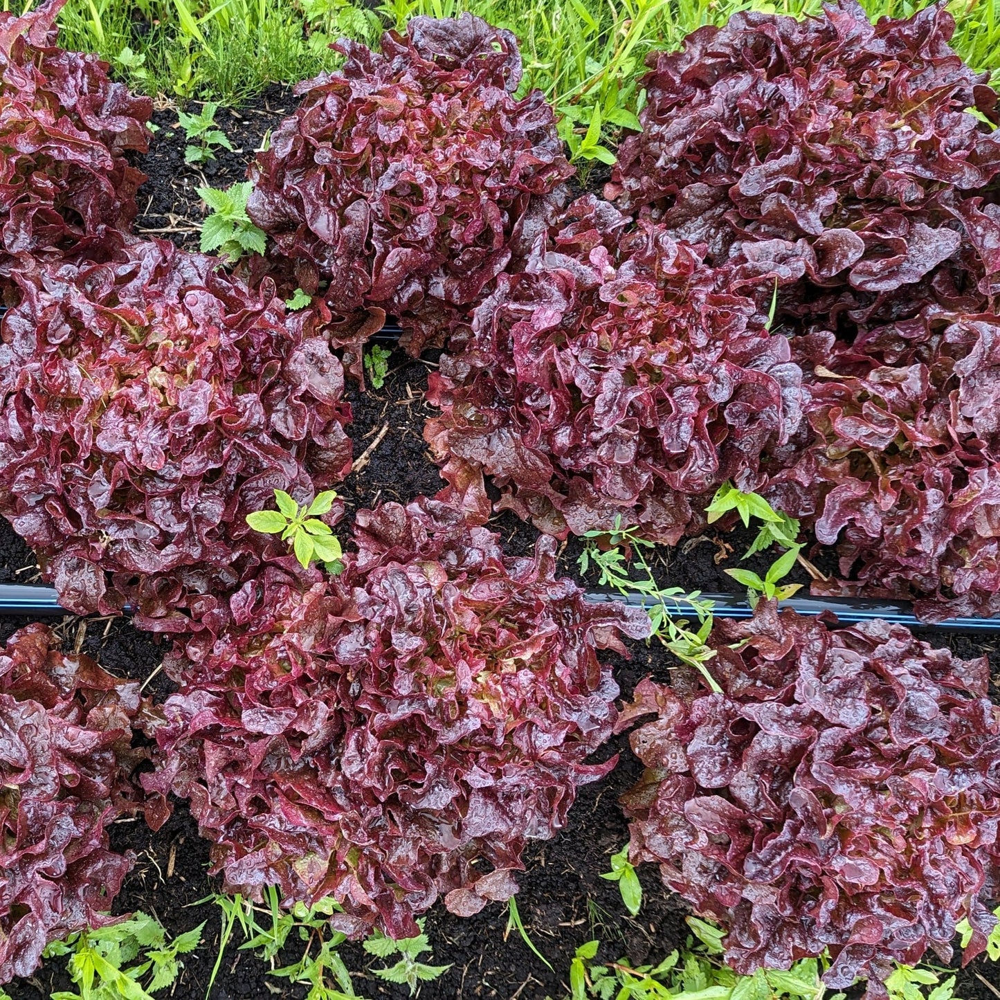 Cherokee – Lettuce Seed