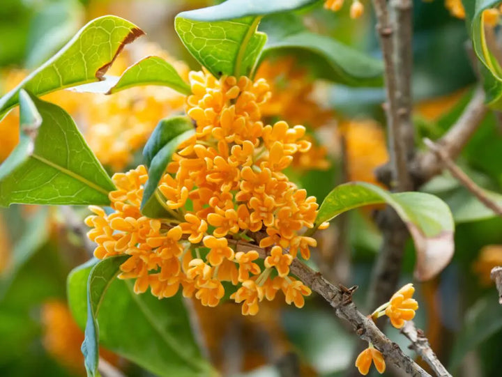 Heirloom Osmanthus Fragrans Flower Seeds, Non-GMO Fragrant Blooms for Planting