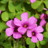 Oxalis Flower Seeds – Heirloom, Non-GMO Seeds for Planting Colorful and Hardy Garden Blooms