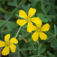 Heirloom Yellow Oxalis Laciniata Flower Seeds for Planting – Non-GMO, Unique Garden Blooms