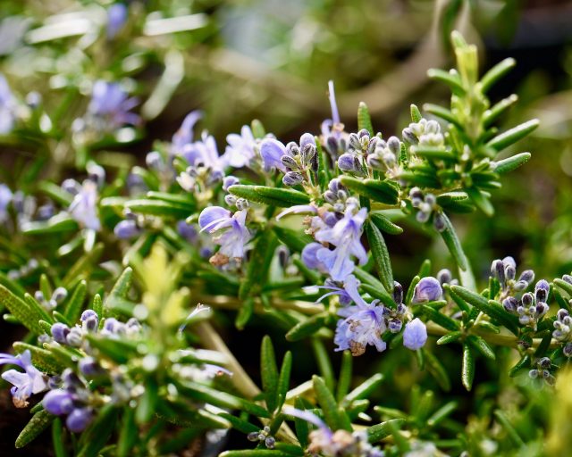 Rosemary- Pointe du Raz (seedling)