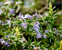 Rosemary- Pointe du Raz (seedling)