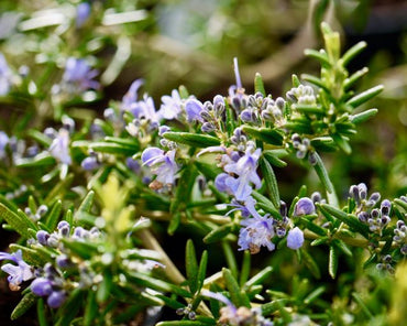 Rosemary- Pointe du Raz (seedling)