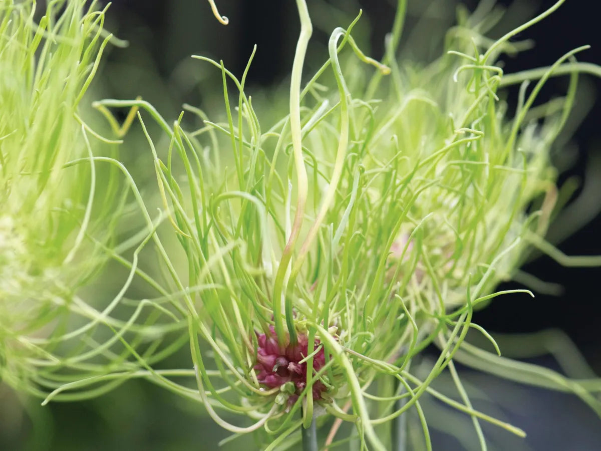 Hair Allium Seeds