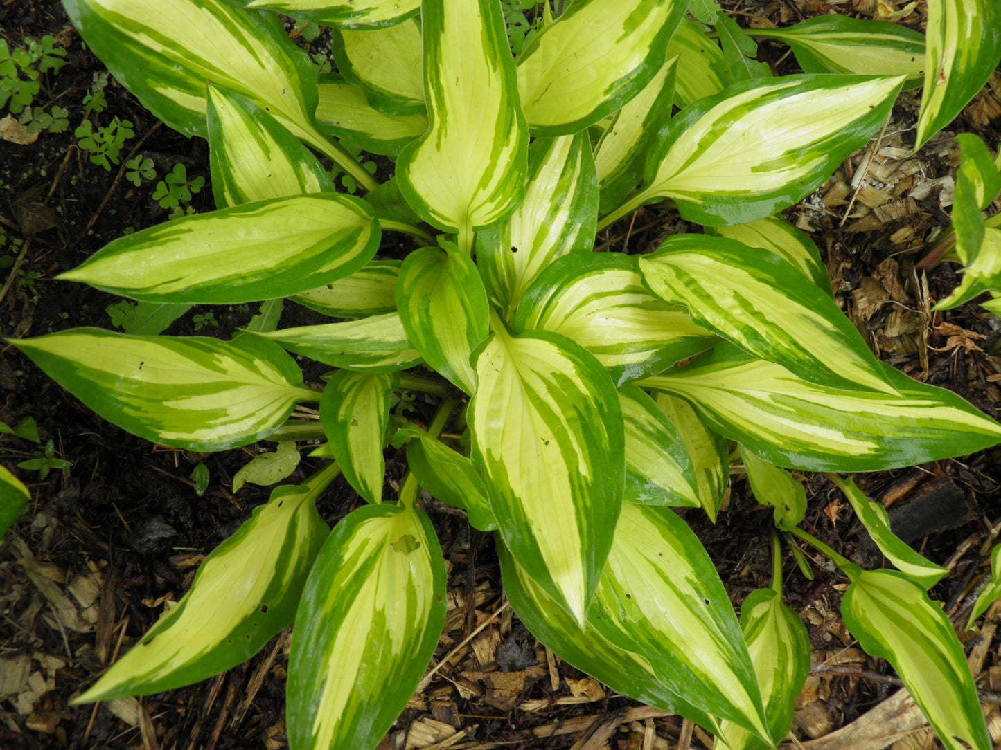 Cherry Berry Hosta