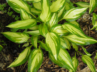 Cherry Berry Hosta