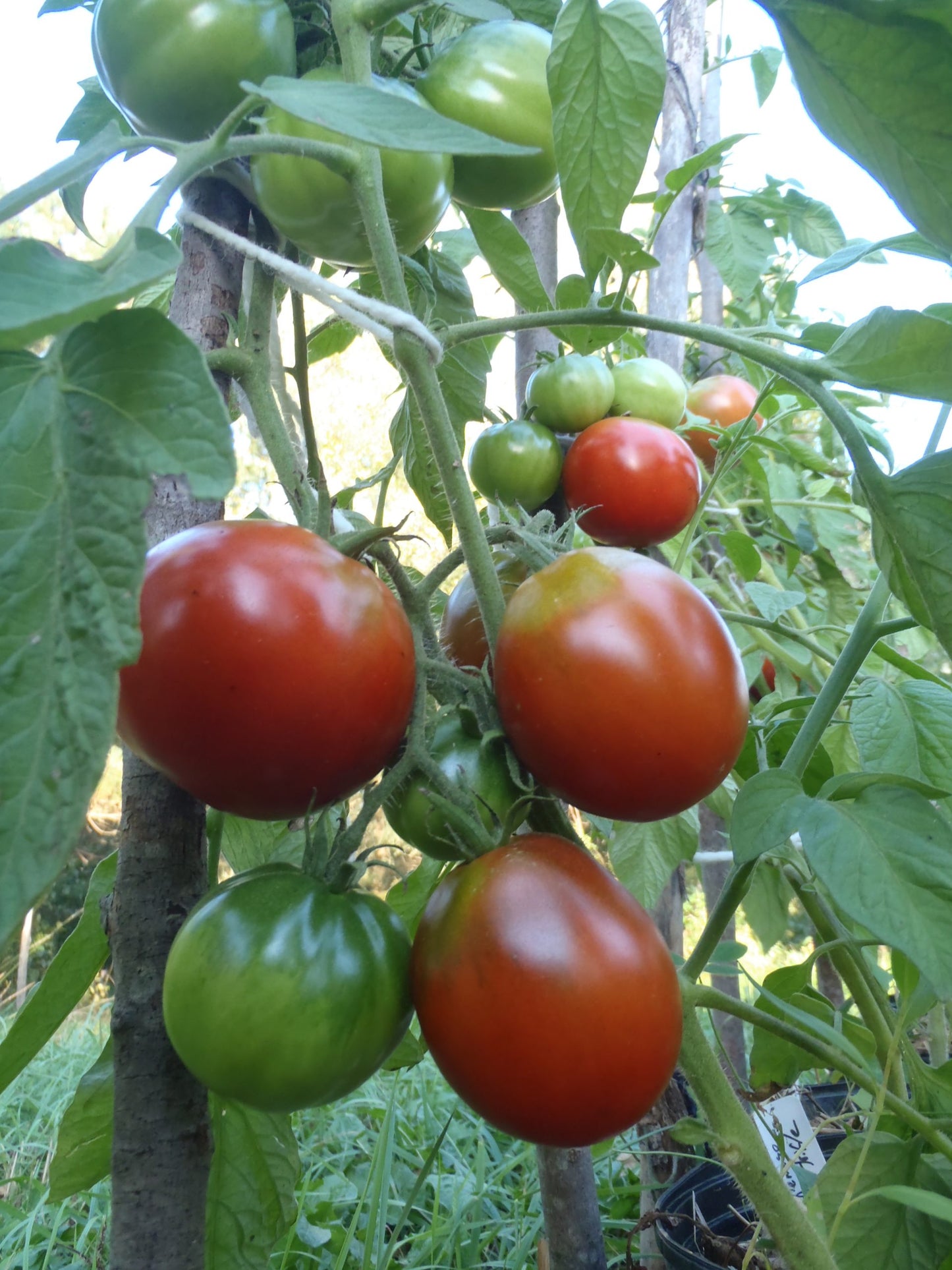 Japanese Black Trifele Organic Tomato Seed