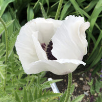 Oriental Poppy- Royal Wedding