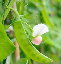 Sugar Lace II – Pea Seed