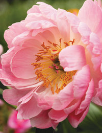 Herbaceous Peony- Coral Charm