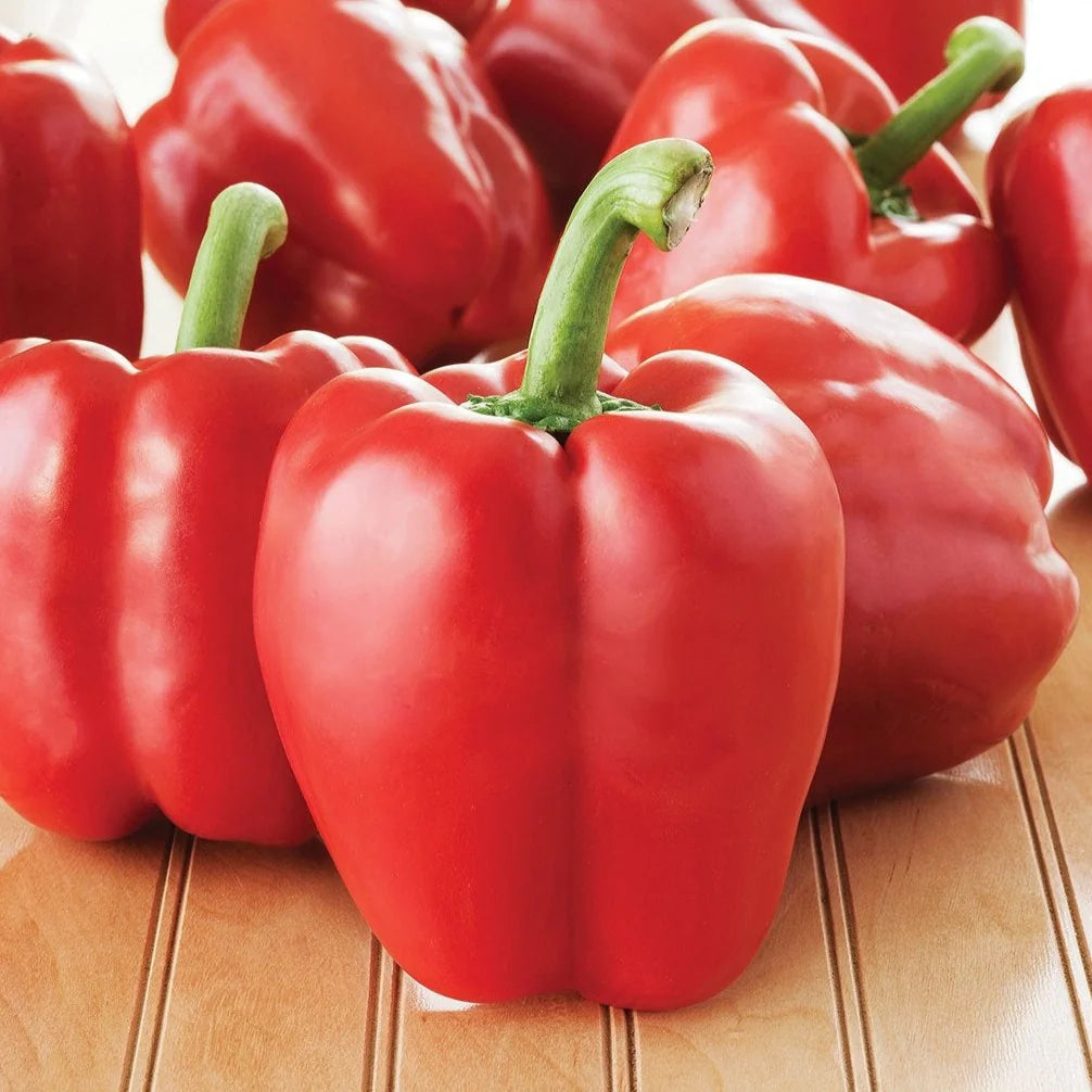 Cupid – Organic Bell Pepper Seed