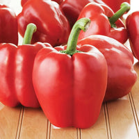 Cupid – Organic Bell Pepper Seed