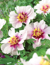 Bulls Eye Tree Peony