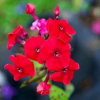 Red Riding Hood Phlox
