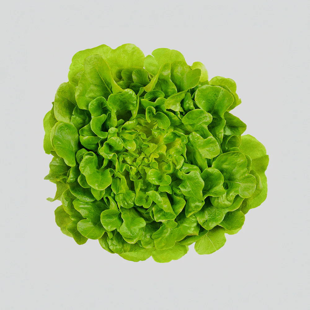 Salanova? Green Oakleaf – Lettuce Seed