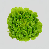 Salanova? Green Oakleaf – Lettuce Seed