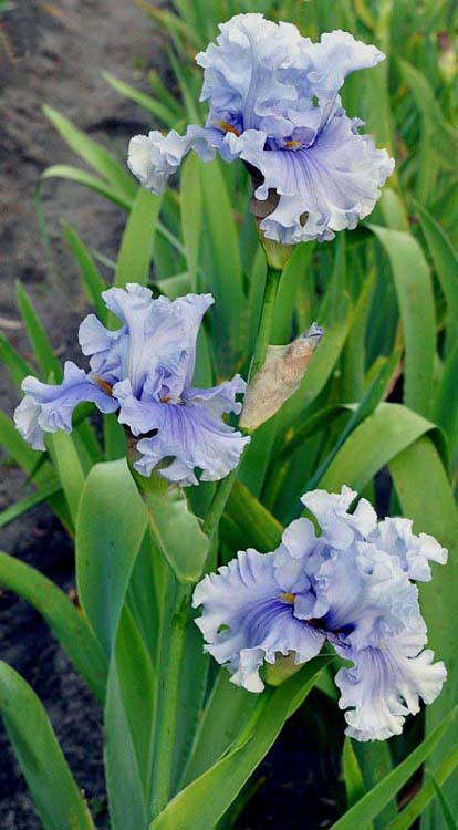 Platinum Passion Bearded Iris