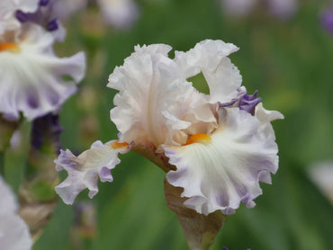 Polite Applause Bearded Iris