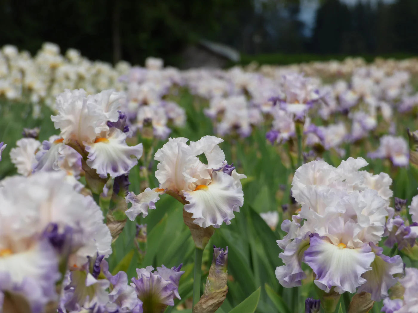 Polite Applause Bearded Iris