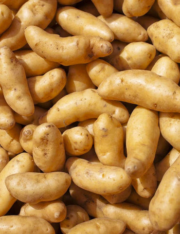 Russian Banana – Organic Seed Potatoes
