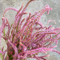 Heirloom Non-GMO Limonium Suworowii Flower Seeds – Ornamental Sea Lavender Flower Seeds