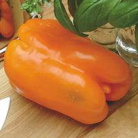 Gourmet – Bell Pepper Seed