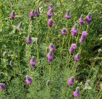 Heirloom Non-GMO Prairie Wildflower Seeds | Native Perennial Mix for Pollinator Gardens - Non-GMO for planting in home garden