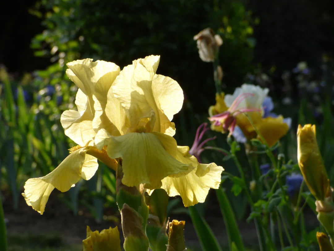 Pride of Ireland Bearded Iris Seeds