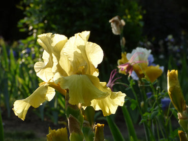 Pride of Ireland Bearded Iris Seeds