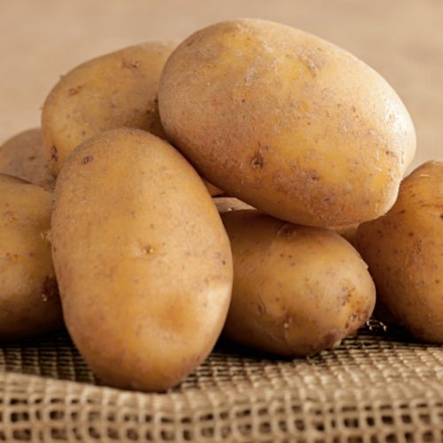 Kennebec – Seed Potatoes