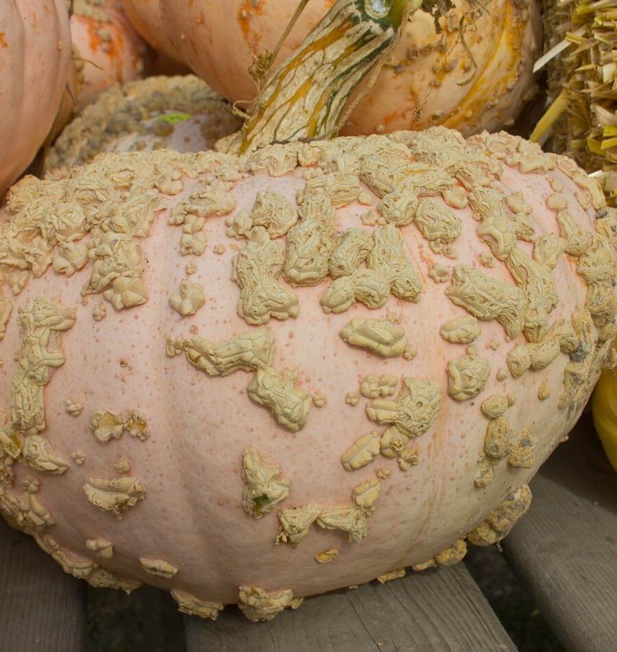 Galeux d’Eysines – Pumpkin Seed