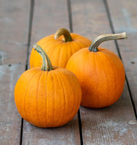 Racer – Treated Pumpkin Seed