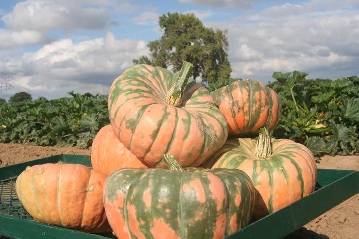 Speckled Hound Pumpkin Vegetable Seeds for Planting – Heirloom, Non-GMO, Perfect for Garden Growth