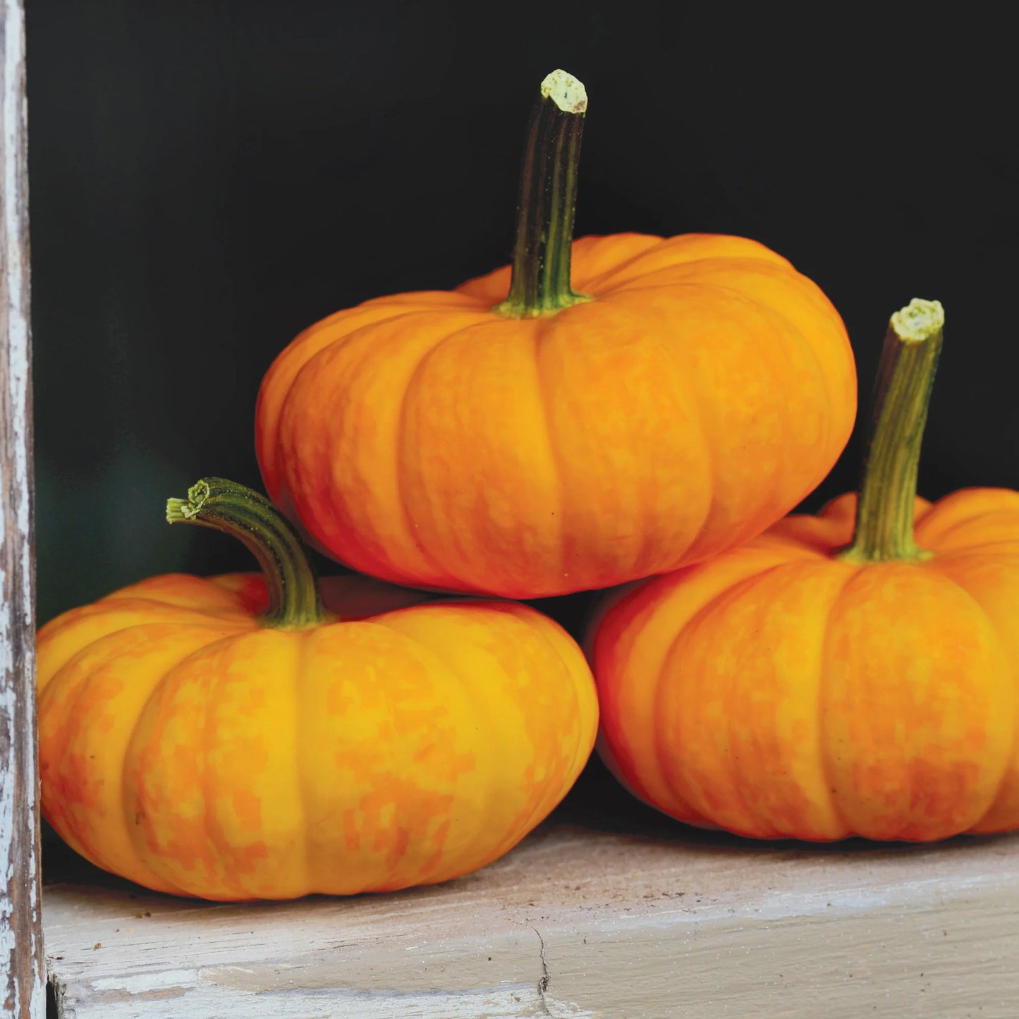 Jill-Be-Little – Pumpkin Seed