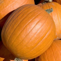 Pumpkin Almond Tom Fox Organic Vegetable Seeds for Planting