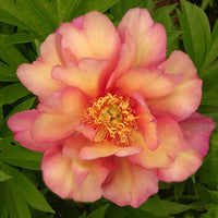Julia Rose Itoh Peony
