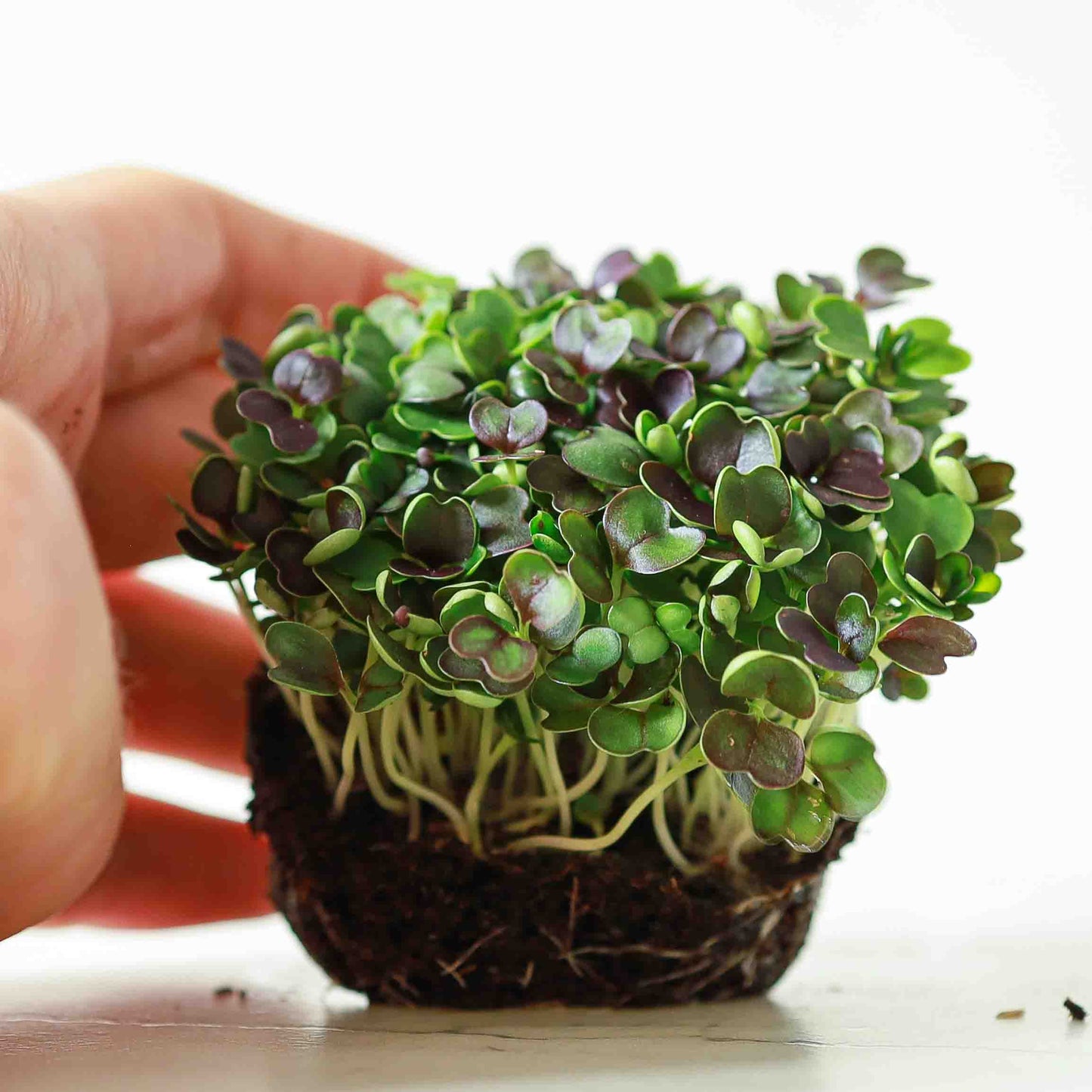 Pac Choi, Red Pac – Microgreen Seed