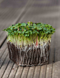 Pac Choi, Red Choi – Microgreen Seed
