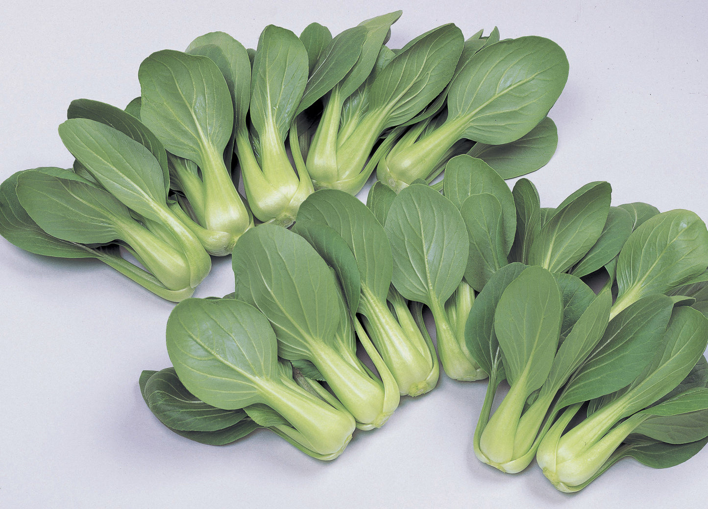 Li Ren Choi – Bok Choy Seeds