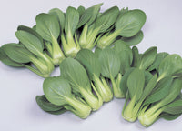 Li Ren Choi – Bok Choy Seeds