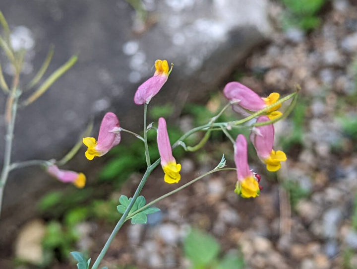 Heirloom Non-GMO Corydalis Sempervirens Flower Seeds for Planting – Hardy Fragrant Wildflower Garden Blooms