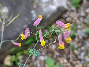 Heirloom Non-GMO Corydalis Sempervirens Flower Seeds for Planting – Hardy Fragrant Wildflower Garden Blooms