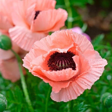 Helen Elizabeth Oriental Poppy