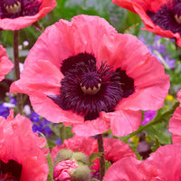 Mrs Perry Oriental Poppy