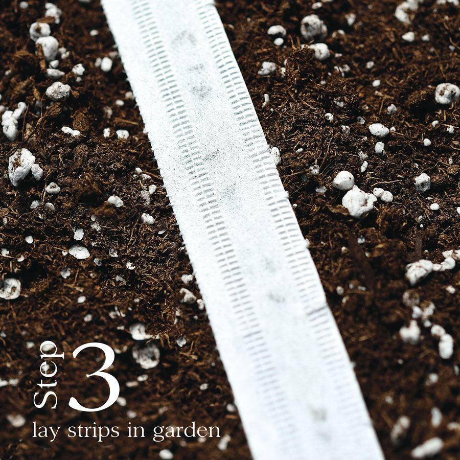 Park’s Beauty Blend Radish Seed