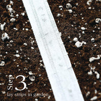 Park’s Beauty Blend Radish Seed