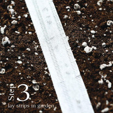 Park’s Beauty Blend Radish Seed